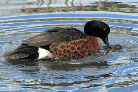 Chestnut Teal (Anas castanea)